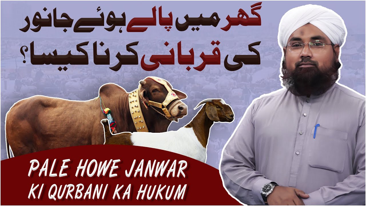Ghar Me Pale Howe Janwar Ki Qurbani Karna Kaisa?